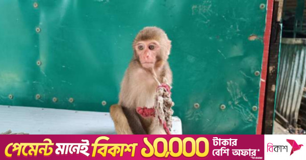 খাগড়াছড়িতে বাড়ি থেকে উদ্ধার করা হলো রেসাস বানরের শাবক