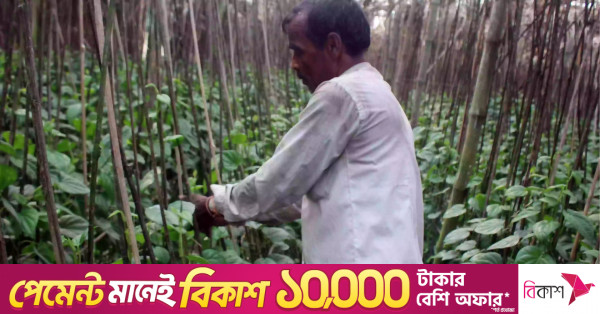 নওগাঁর তিন গ্রামের ভাগ্য বদলে দিয়েছে পান চাষ
