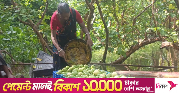 পিরোজপুরের ভাসমান পেয়ারা বাজার গ্রামীণ অর্থনীতিতে নতুন প্রাণের সঞ্চার