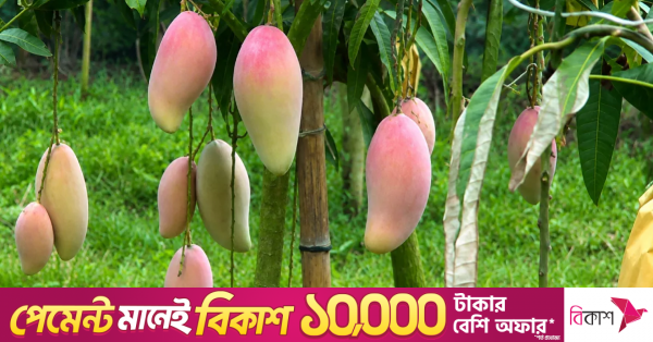 চাঁপাইনবাবগঞ্জে বিদেশি জাতের 'রেড আইভরি' আম চাষে সাড়া