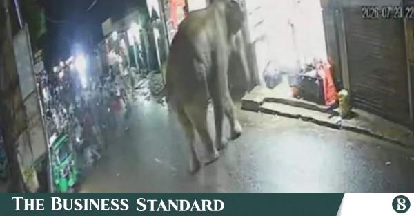 চট্টগ্রামের বাঁশখালীতে লোকালয়ে বুনো হাতি, পরে বনে ফেরা