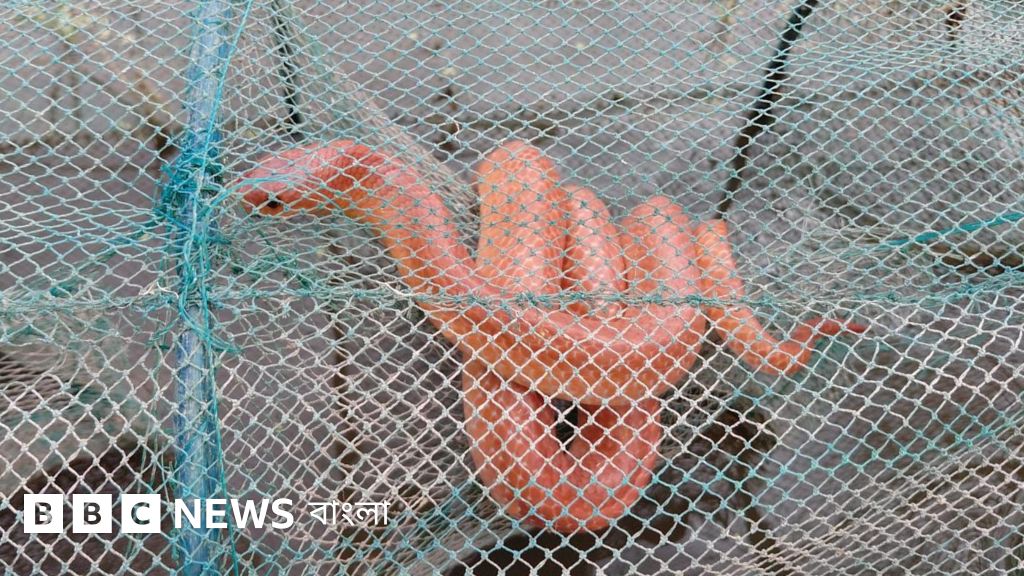বাংলাদেশে বিরল কমলাবতী সাপের সংখ্যা বৃদ্ধির রহস্য