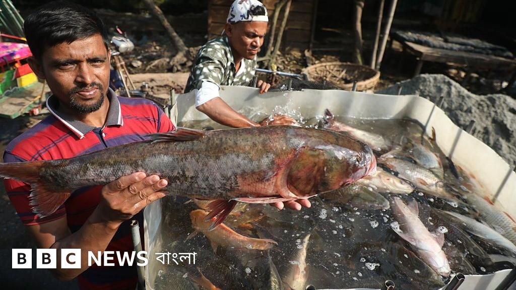 চাষের মাছে কেন গন্ধ হয় এবং তা দূর করার উপায় কী?