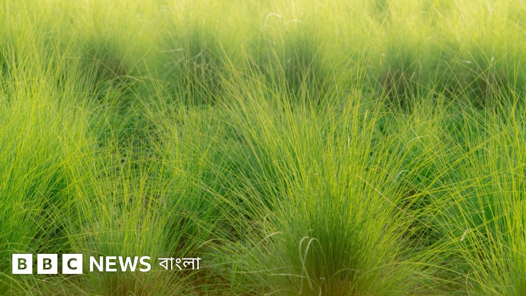 বিন্না ঘাস: কেন এর ব্যবহার বাড়াতে চায় বাংলাদেশ সরকার?