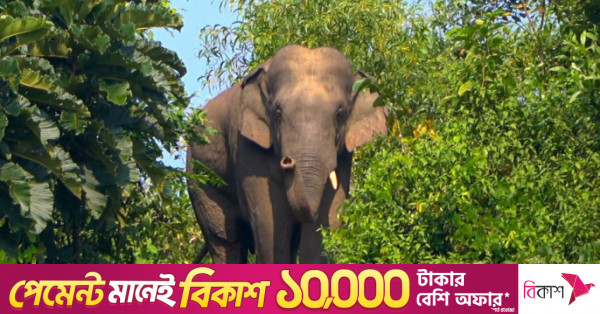 বিশ্ব হাতি দিবস: বাংলাদেশে বন্য হাতির সংখ্যা তিনশোর নিচে, প্রতিটি মৃত্যু উদ্বেগের