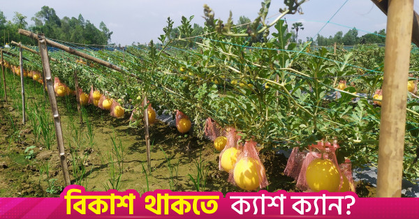 খুলনার কৃষকদের মাঝে জনপ্রিয় হচ্ছে অফ-সিজন তরমুজ চাষ