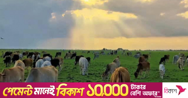 রাজশাহীর পদ্মার চরে 'মিনি সুইজারল্যান্ড'