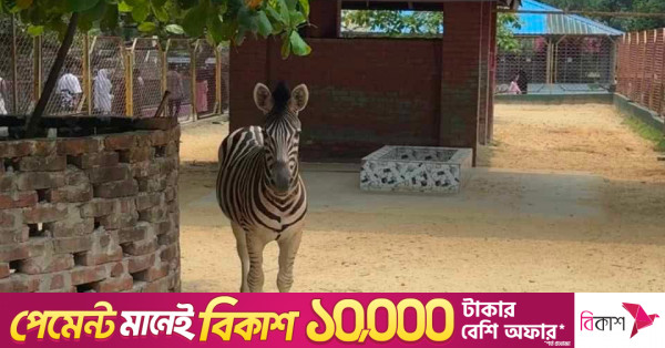 তিনটি বাঘের বিনিময়ে ছয়টি জেব্রা আনার পরিকল্পনা চট্টগ্রাম চিড়িয়াখানার