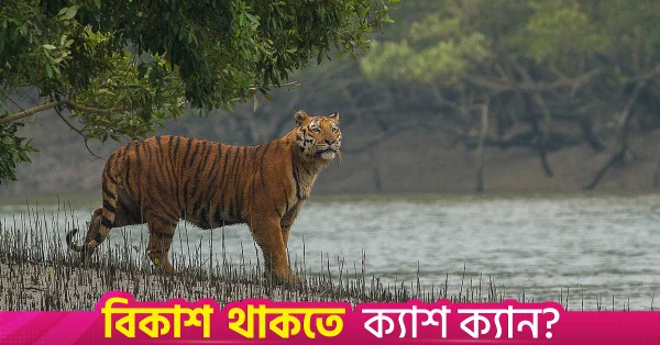 ১ সেপ্টেম্বর থেকে পর্যটকদের জন্য খুলছে সুন্দরবন