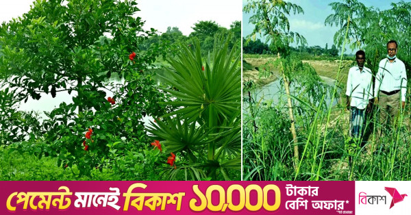 রংপুর অঞ্চলে নতুন সবুজের সমারোহে ফিরছে বাস্তুসংস্থান