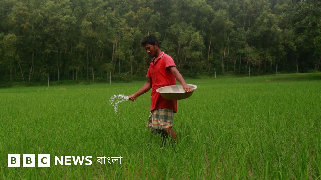 বাংলাদেশে সারের সংকট: সরকারি দাবি ও কৃষকের বাস্তবতার ফারাক