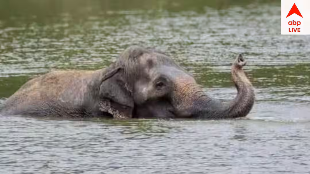 জলপাইগুড়ি: তিস্তায় ভেসে যাওয়া হস্তীশাবককে উদ্ধার করলেন মৎস্যজীবীরা