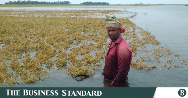 বাংলাদেশে ১০ লাখ কৃষক পরিবারের জরুরি কৃষি সহায়তা প্রয়োজন: এফএও