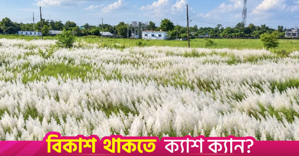 গোমতী চরে কাশফুলের সাদা গালিচা