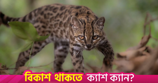 বলিভিয়ায় নতুন প্রজাতির বিড়াল শনাক্ত