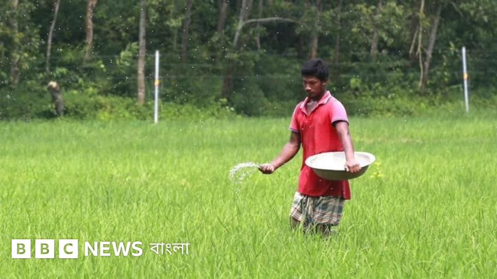 বাংলাদেশে সারের সংকট: সরকারি মজুত ও মাঠপর্যায়ের বাস্তবতায় অমিল