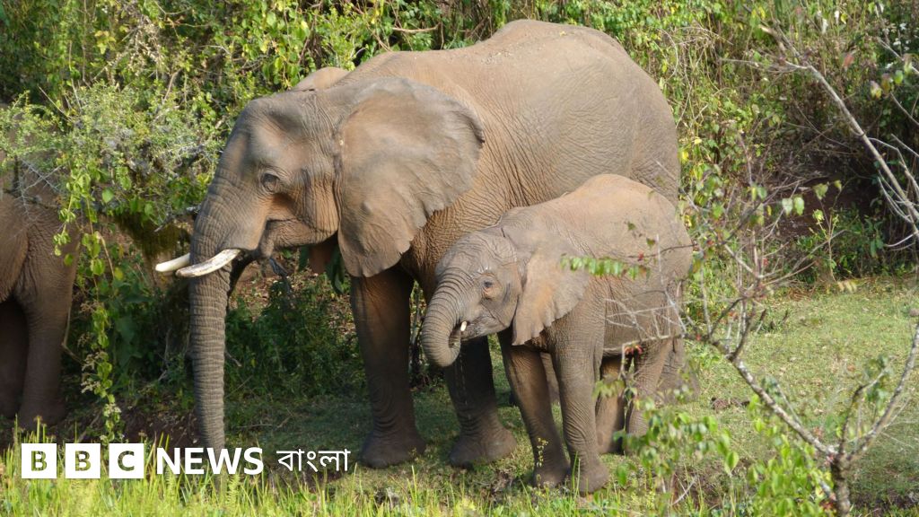 অসুস্থ হলে ঔষধি গাছ দিয়ে চিকিৎসা করে হাতি
