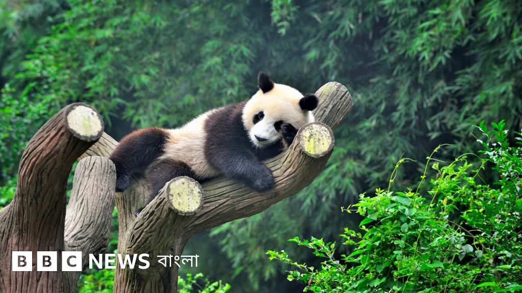 পান্ডা কেন কেবল চীনেই পাওয়া যায়?