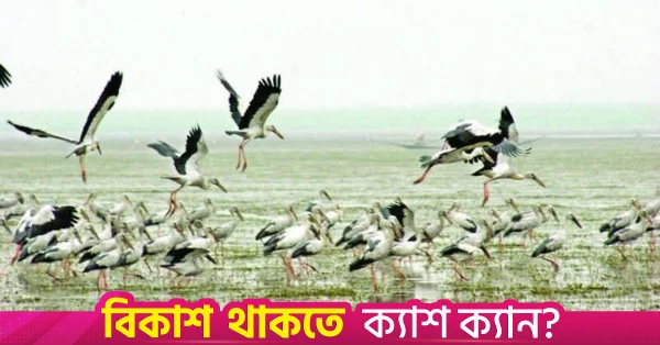 সিরাজগঞ্জের জলাশয়ে অতিথি পাখির কলকাকলি