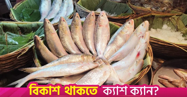 চাঁদপুরে ইলিশের সরবরাহ বাড়ায় স্বস্তি, কমেছে দাম