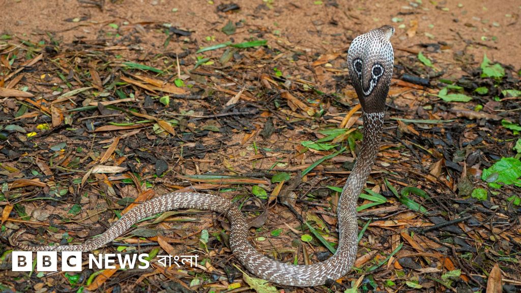 বাংলাদেশে সচরাচর দেখা যায় এমন ১০টি সাপ