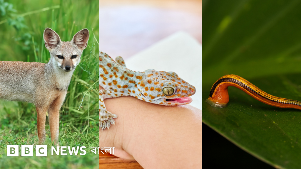 শিয়ালের মাংস, তক্ষক ও জোঁকের তেলের কার্যকারিতা নিয়ে প্রচলিত লোকবিশ্বাস