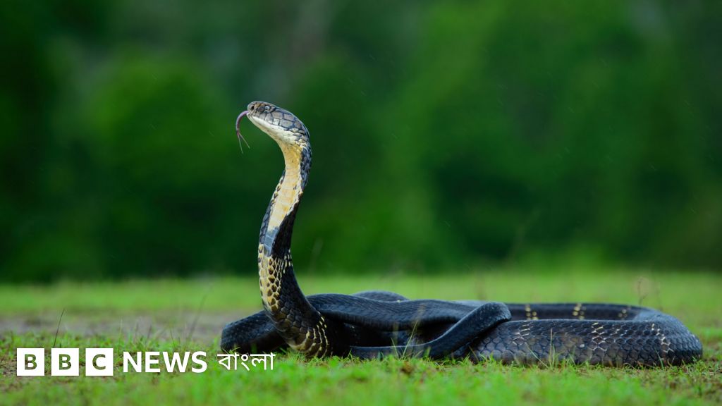 বাংলাদেশে আট প্রজাতির সাপ বিলুপ্তির ঝুঁকিতে