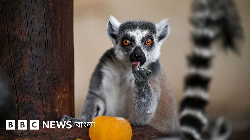 গাজীপুর সাফারি পার্ক থেকে চুরি হওয়া লেমুর ভারতে পাচার