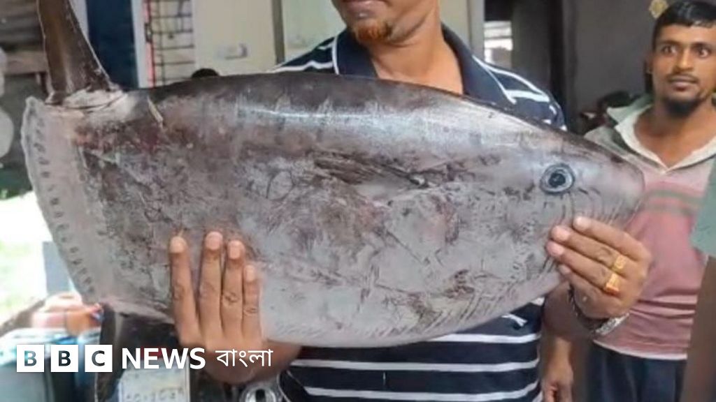 কুয়াকাটায় পাওয়া স্লেন্ডার সানফিশের বৈশিষ্ট্য কী?