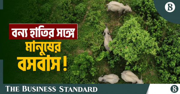 বড়কলের লোকালয়ে বন্য হাতির উপদ্রব: টিকে থাকার লড়াই