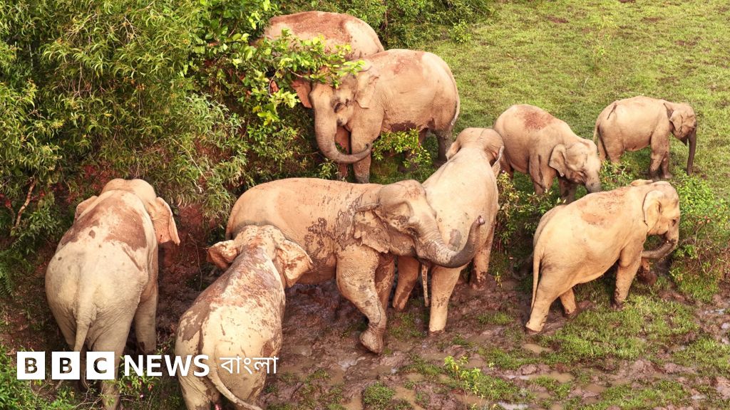 শেরপুর সীমান্তে আটকা পড়েছে ১৩০টির বেশি বন্য হাতি