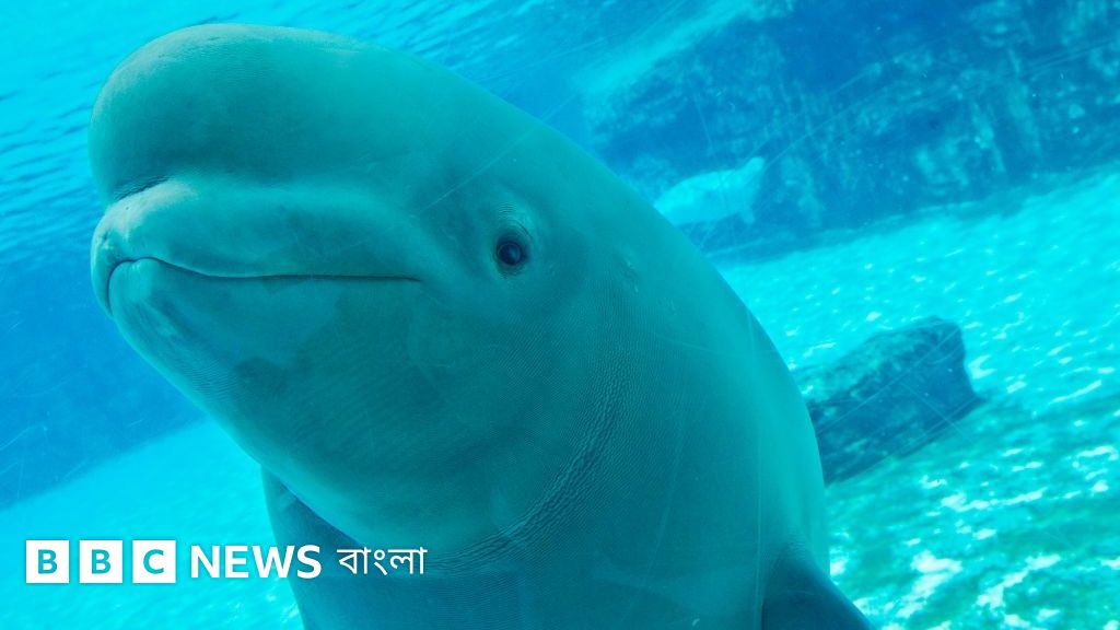কানাডায় উদ্ধার হওয়া ৩০টি বেলুগা তিমির ভবিষ্যৎ নিয়ে অনিশ্চয়তা