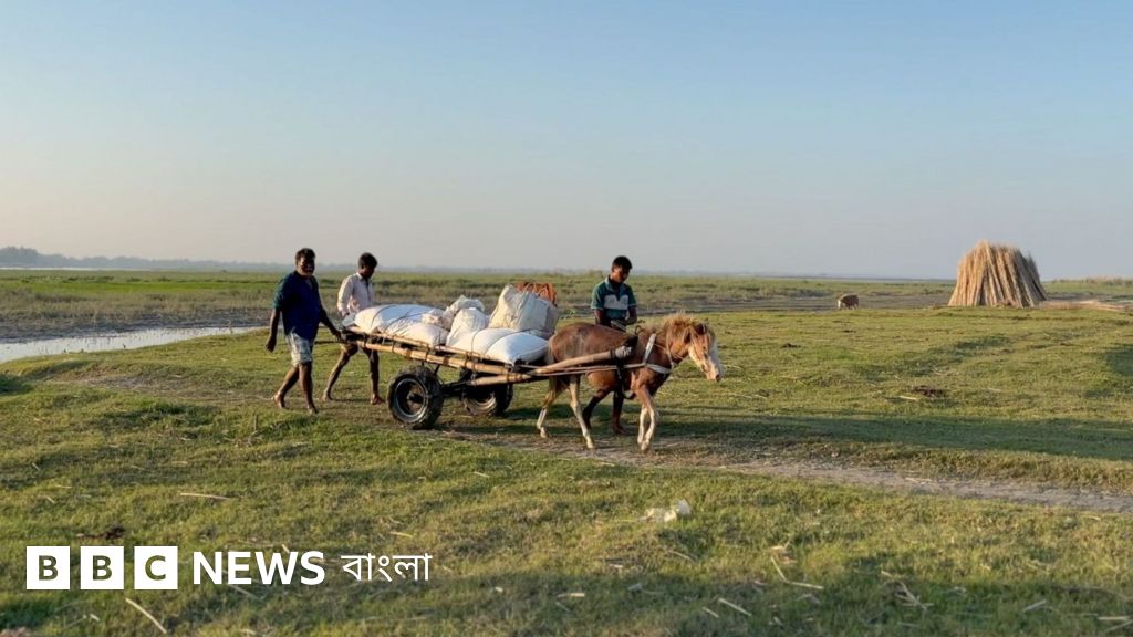 ভুট্টা চাষীদের সার সংকট: গত ১৫ বছরে এমন পরিস্থিতি দেখেননি কৃষকরা