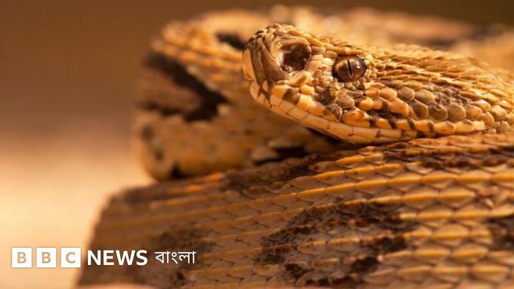 বাংলাদেশে সাপের বিষের প্রতিষেধক তৈরির কার্যক্রম থমকে