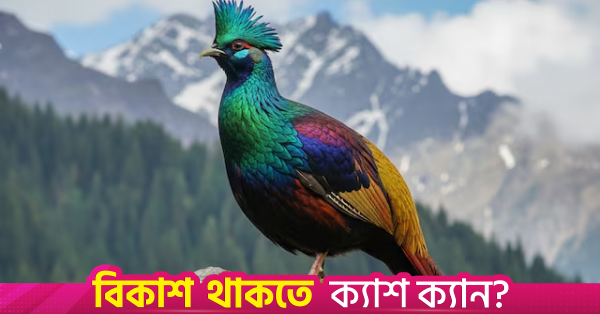 মানুষের কর্মকাণ্ডের প্রভাবে ডাক পরিবর্তন করছে হিমালয়ান মোনাল