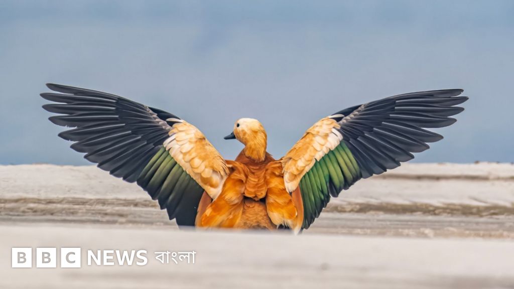 বাংলাদেশি আলোকচিত্রীদের ক্যামেরায় ধরা পড়া পরিযায়ী পাখির সৌন্দর্য
