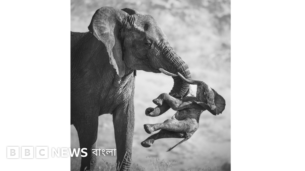 ওয়াইল্ডলাইফ ফটোগ্রাফার অফ দ্য ইয়ার ২০২৪-এর বিজয়ী ছবি প্রকাশ