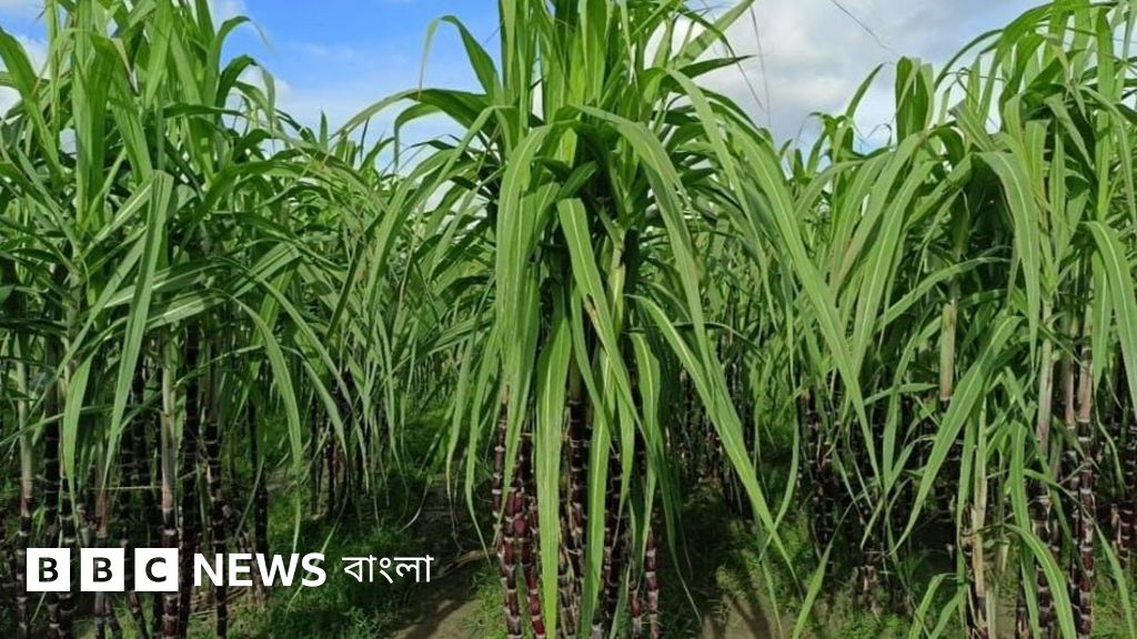 ব্ল্যাক রুবি: রসালো ও কম চিনির নতুন জাতের আখ
