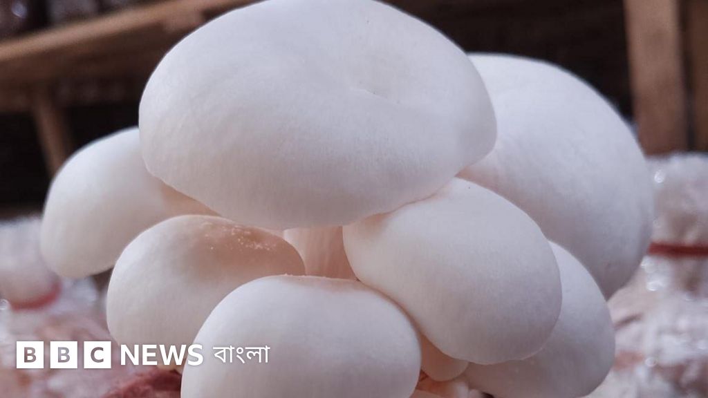 মাশরুম ও ব্যাঙের ছাতার পার্থক্য নিয়ে গবেষকদের ব্যাখ্যা
