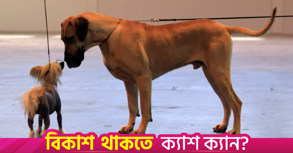 আণবিক স্তরে ছোট কুকুরের তুলনায় বড় কুকুরের বয়স দ্রুত বাড়ে