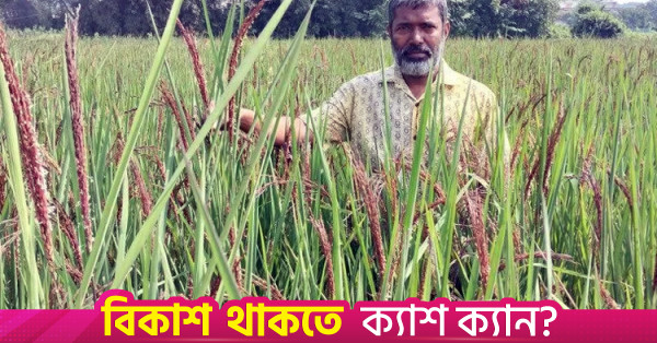 ব্রাহ্মণবাড়িয়ায় কালো ধান চাষে শস্য বহুমুখীকরণের সম্ভাবনা