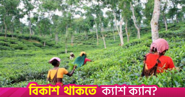 অনুকূল বৃষ্টিপাতে আট মাসে চায়ের উৎপাদন বেড়েছে প্রায় ১৭ শতাংশ
