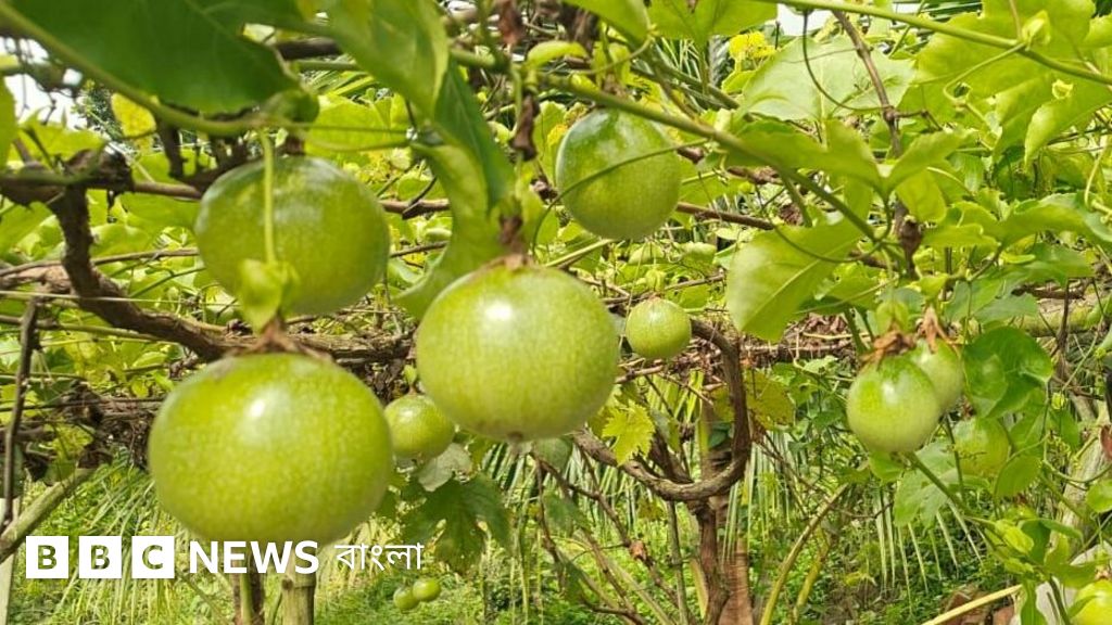 বাংলাদেশে বাড়ছে প্যাশন ফ্রুট চাষের জনপ্রিয়তা