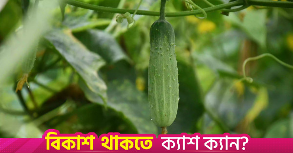 সিরাজগঞ্জে আগাম শীতকালীন শসা চাষে বাম্পার ফলনের আশা