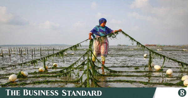 কক্সবাজারে সামুদ্রিক শৈবাল চাষে স্বাবলম্বী হচ্ছেন নারীরা