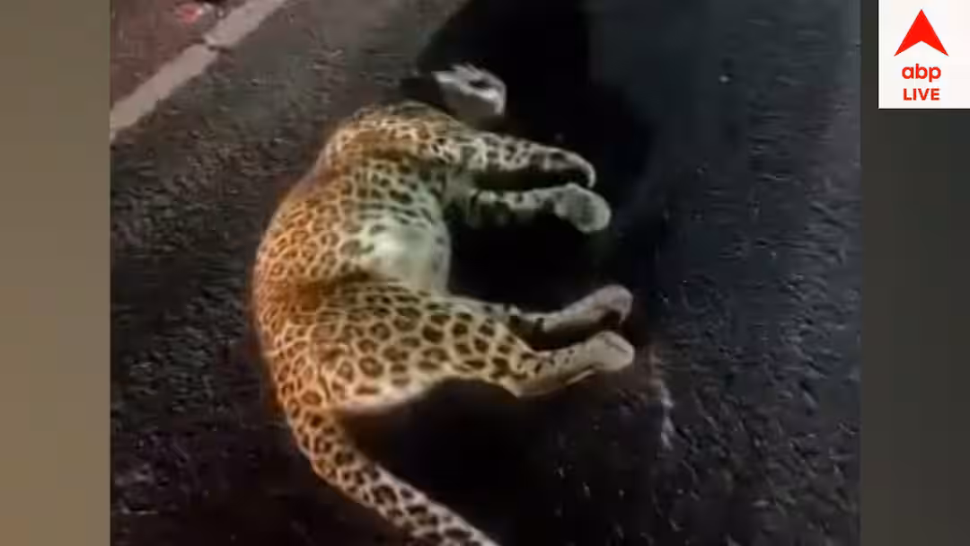জলপাইগুড়িতে গাড়ির ধাক্কায় মৃত চিতাবাঘ