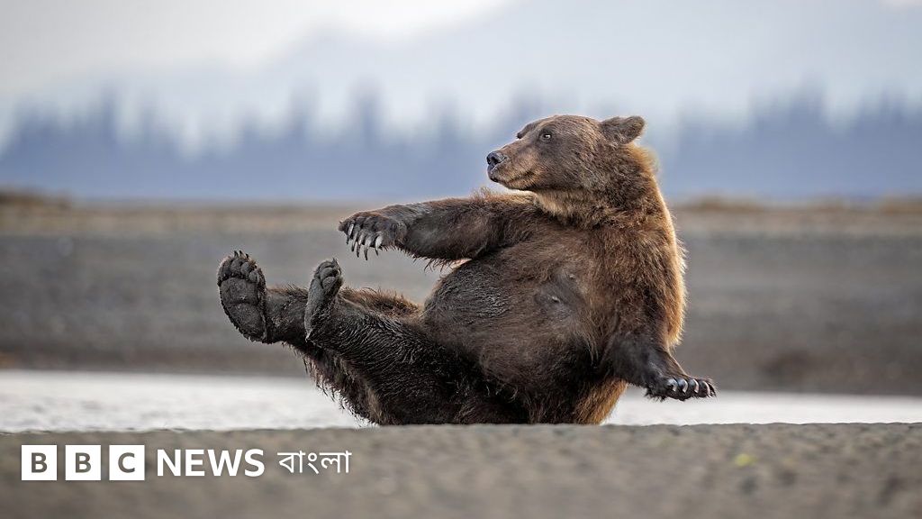২০২৬ সালের সেরা ১০ মজার বন্যপ্রাণীর ছবি প্রকাশ
