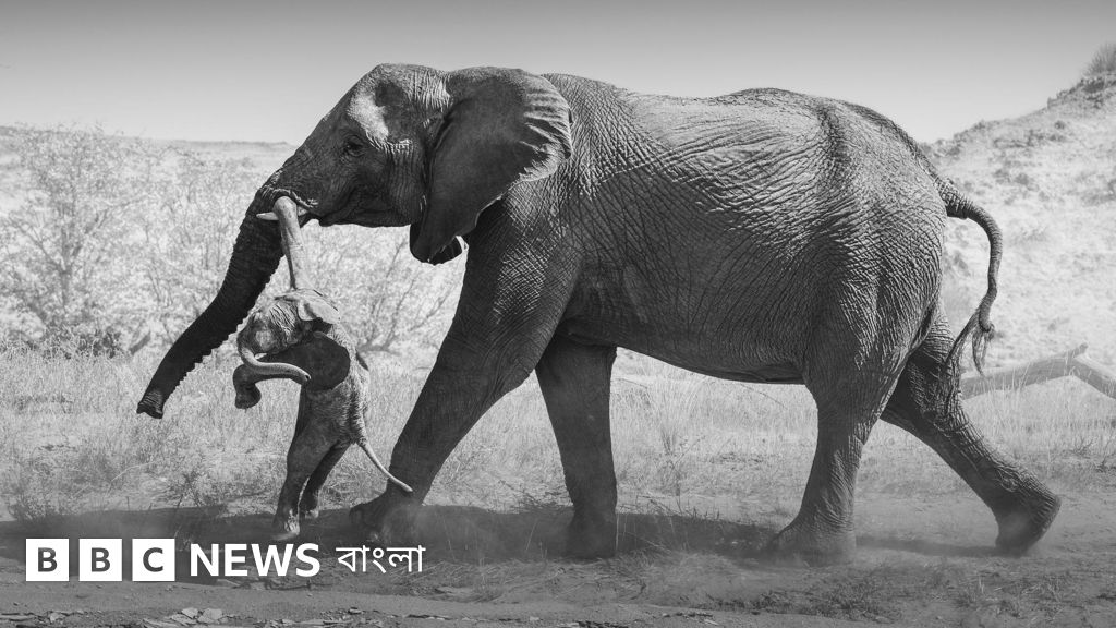 মৃত শাবক নিয়ে মাদি হাতির বিচরণ: প্রাণিজগতের বিরল শোকের দৃশ্য